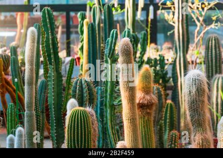 Thickets of long tall cacti in a greenhouse Stock Photo