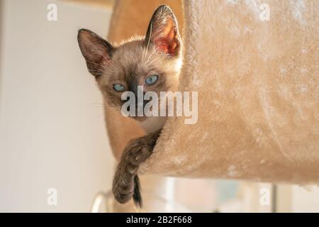 Front view of a cute beautiful Siamese kitten sleeping in their dreams in a cat house Stock Photo