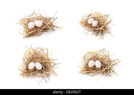Two eggs of zebra dove birds in brown dry grass nest isolated on white background Stock Photo