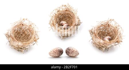 Two eggs of zebra dove birds in brown dry grass nest isolated on white background Stock Photo