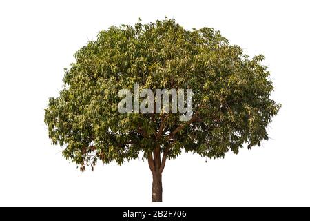 Large green mango isolated on white background. Saved with clipping path Stock Photo