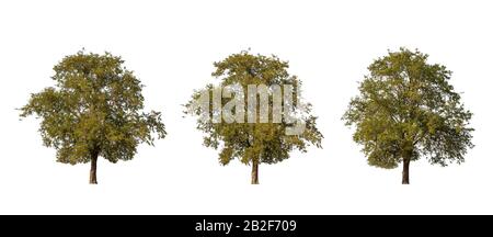 Large tropical tree (Tamarind tree) isolated on white background. Saved with clipping path Stock Photo
