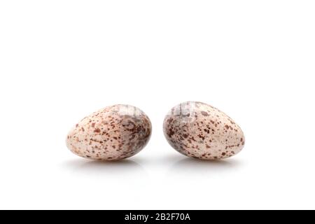 Two eggs of zebra dove birds in brown dry grass nest isolated on white background Stock Photo