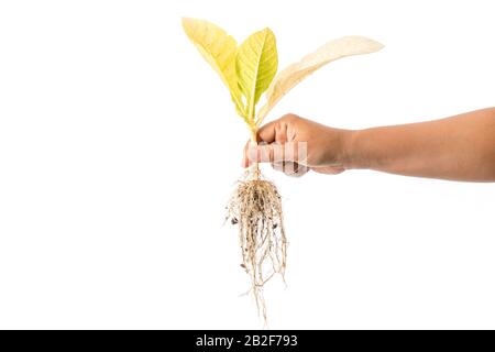 Close up hand holding dead young plant (Tobacco Tree) isolated on white background Stock Photo