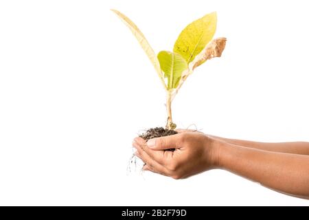 Close up hand holding dead young plant (Tobacco Tree) isolated on white background Stock Photo
