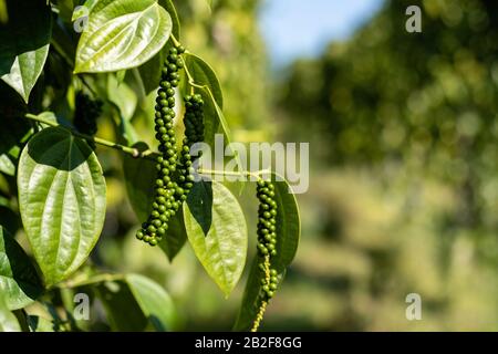 Pepper tree climbing on the pole in the field at northern of thailand Stock Photo