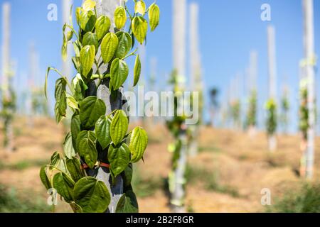 Pepper tree climbing on the pole in the field at northern of thailand Stock Photo