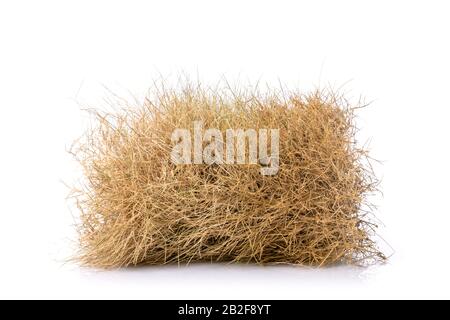 Dry brown garden grass studio shot and isolated on white background Stock Photo