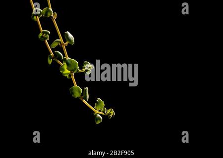 Close up green leaf in the garden isolated on black background Stock Photo