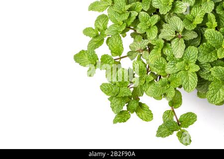Close up green fresh peppermint isolated on white background Stock Photo