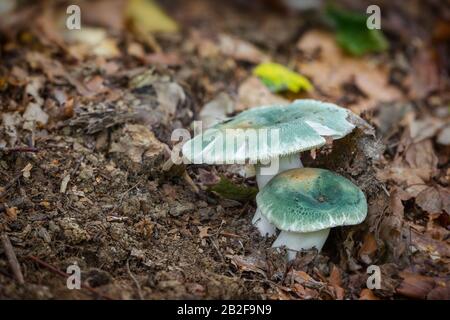Edible mushrooms of great taste, which grew in Central Europe Stock Photo