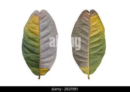 Two color of dry brown leaf. Studio shot isolated on white background Stock Photo