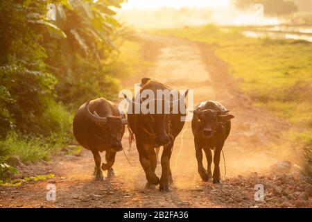 Three of Thai black buffalo walking on the road at countryside in evening time Stock Photo