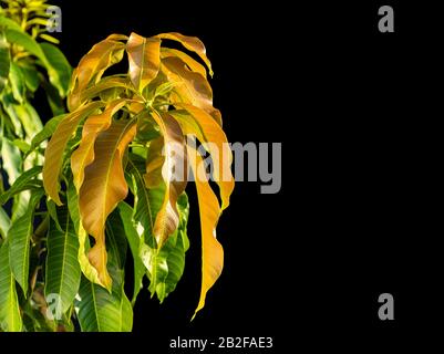 Close up young of mango tree branch isolated on black background Stock Photo