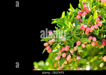 Cluster of bengal currants or Christ's Thorn, sweet and sour tropical fruit on tree Stock Photo