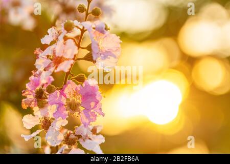 Macro flower of Queen's Flower tree or Lagerstroemia speciosa (Inthanin in Thai name) with orange sunset light Stock Photo