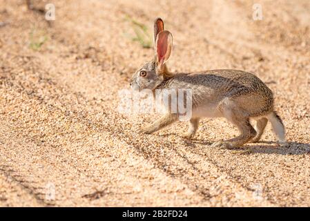 A scrub hare - Lepus saxatilis - tentatively crosses a sandy dirt road with tyre tracks in the Kruger National Park in South Africa Stock Photo