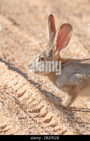 A scrub hare - Lepus saxatilis - tentatively crosses a sandy dirt road with tyre tracks in the Kruger National Park in South Africa Stock Photo