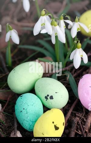 Easter snowdrops and colorful eggs, spring in forest, background. Easter composition. Greeting card design, postcard. Stock Photo