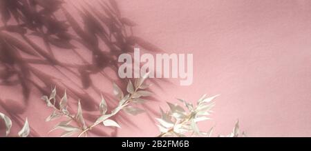 White branch on pastel pink background, trendy shadow. Mockup. Empty place for inspirational, greeting. Spring holiday concept, First blossom. Happy W Stock Photo