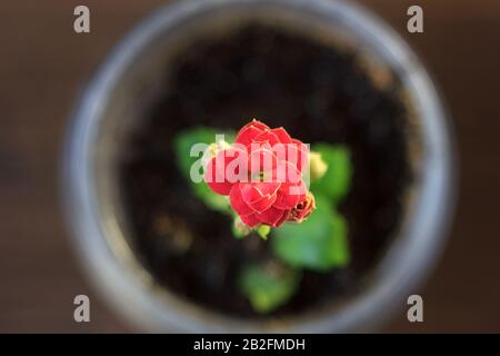 Small kalanchoe homeplant in a transparent pot. Red Kalanchoe flower. Stock Photo