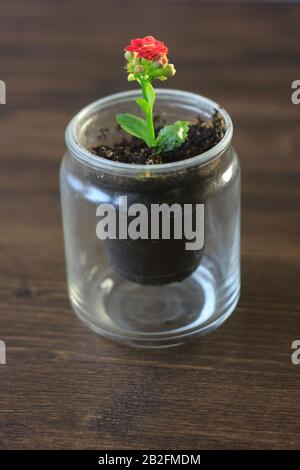 Small kalanchoe homeplant in a transparent pot. Red Kalanchoe flower. Stock Photo