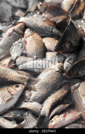 Carp in the basin in the market Stock Photo - Alamy