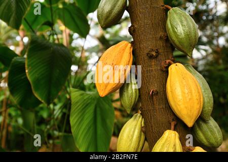 'Theobroma Cacao' cocoa plant tree with huge yellow and green cocoa beans used for production of chocolate Stock Photo