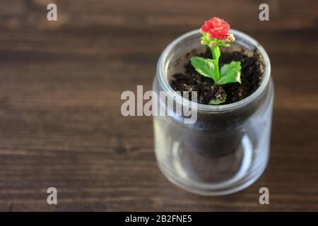 Small kalanchoe homeplant in a transparent pot. Red Kalanchoe flower. Stock Photo