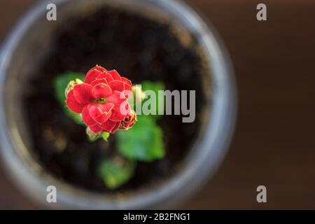 Small kalanchoe homeplant in a transparent pot. Red Kalanchoe flower. Stock Photo