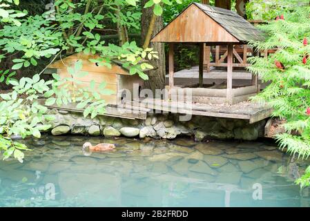 Wild brown colored duck floating near handcraft old wooden houses on a lake with light turquoise water and sumach tree on stone banks. Stock Photo
