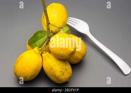 Lemons, yellow-skinned citrus fruit with many flavor and vitamin properties; widely used in cooking and baking. Stock Photo