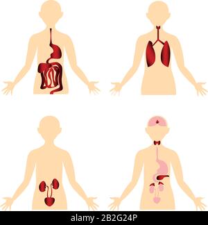 Disease. Scheme of the human body. Anatomical image. Digestive, respiratory, excretory, endocrine systems. Stock Vector