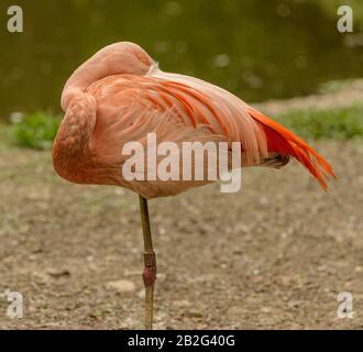 resting orange flamingo on one leg with head on back in zoo pilsen Stock Photo