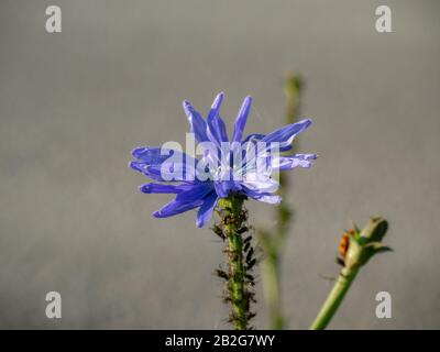 Close up of a purple chicory with lice on stem Stock Photo