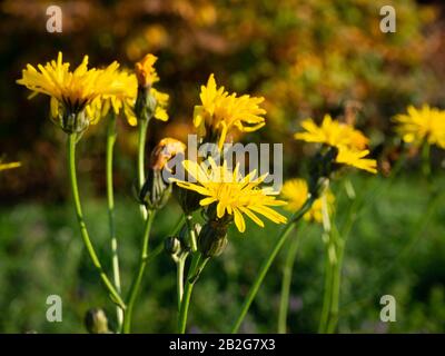 Group of narrow leaved hawkweed in a meadow Stock Photo