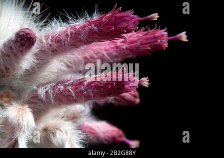 Sydney Australia, close-up of flowers at top of a Cleistocactus strausii or silver torch cactus Stock Photo