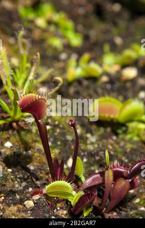 Sydney Australia, Dionaea muscipula or venus flytrap in garden bed Stock Photo