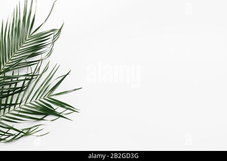 Green leaves of Monstera plant, branches, tropical plant Stock Photo
