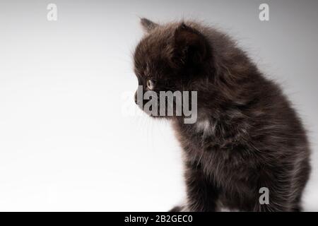 black kitten on a white background looks to the left Stock Photo