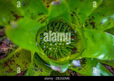 Detailed close up of a water filled neoregelia kautskyi Bromelia plant Stock Photo