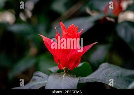 Close up of the red bracts of a Ruellia chartacea (red shrimp) plant Stock Photo