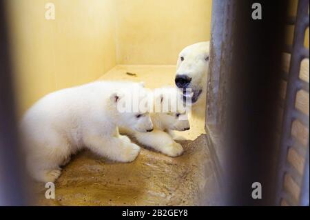 Bremerhaven, Germany. 03rd Mar, 2020. The two little female polar bear twins are out and about in their enclosure at the Zoo am Meer with their mother, polar bear Valeska. She gave birth to the twins in December. Credit: Mohssen Assanimoghaddam/dpa/Alamy Live News Stock Photo