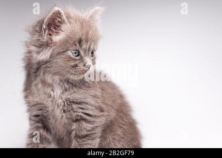 gray kitten on a white background looks to the right Stock Photo