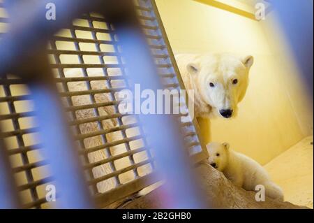 Bremerhaven, Germany. 03rd Mar, 2020. One of the two little female polar bears is out and about in her enclosure at the Zoo am Meer with her mother, polar bear Valeska. Valeska gave birth to the twins in December. Credit: Mohssen Assanimoghaddam/dpa/Alamy Live News Stock Photo