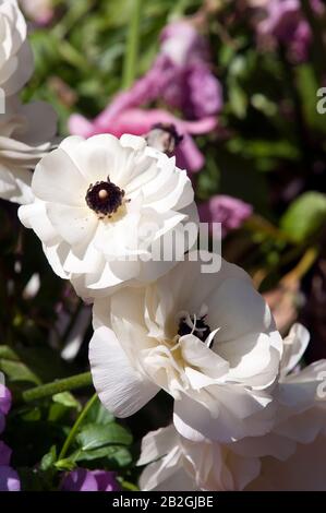 Real Flowers Australia