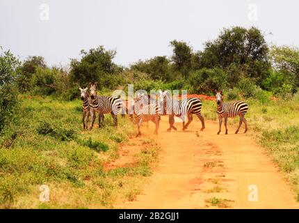 Zebras crossing the street in Tsavo West National Park, Kenya, Africa Stock Photo