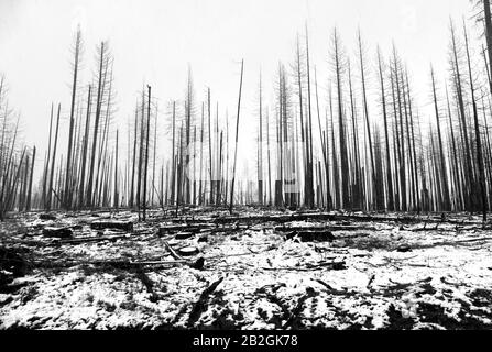 Burnt trees in the aftermath of forest fires at Yosemite, Sierra Mountains, California, USA. Stock Photo