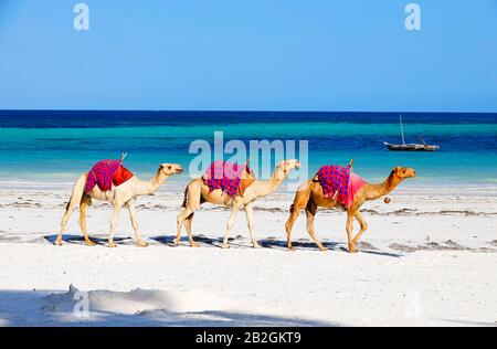 Camels at Diani Beach - Galu Beach - in Kenya, Africa Stock Photo