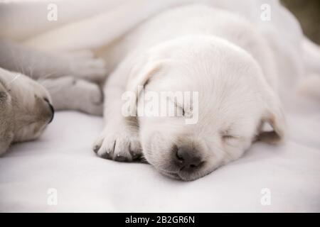 Adorable labrador retriever puppy fell asleep / Beige purebred newborn dog sleeping. Close-up portrait Stock Photo